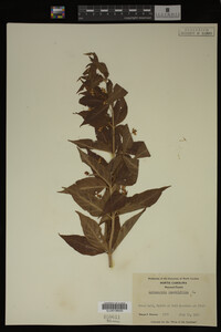 Image Associated With the Occurrence