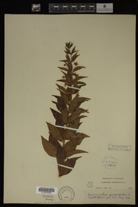 Image Associated With the Occurrence