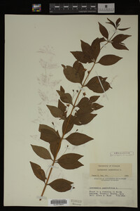 Image Associated With the Occurrence