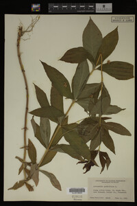 Image Associated With the Occurrence