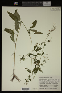 Lysimachia radicans image