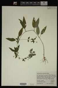 Lysimachia radicans image