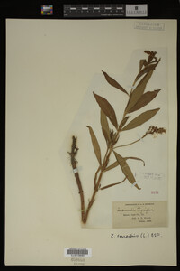 Image Associated With the Occurrence