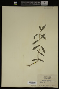 Image Associated With the Occurrence