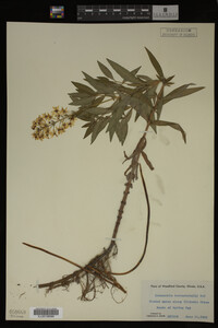 Image Associated With the Occurrence