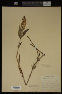 Image Associated With the Occurrence