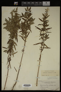 Image Associated With the Occurrence