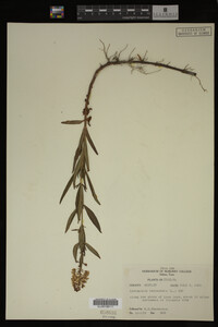 Image Associated With the Occurrence