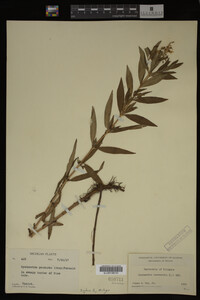 Image Associated With the Occurrence