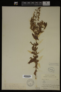 Image Associated With the Occurrence