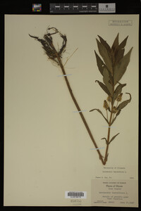 Image Associated With the Occurrence