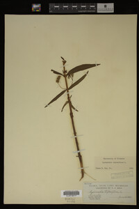 Image Associated With the Occurrence