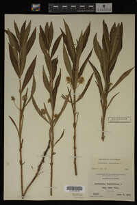 Image Associated With the Occurrence