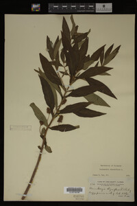 Image Associated With the Occurrence