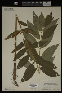 Image Associated With the Occurrence