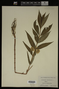 Image Associated With the Occurrence