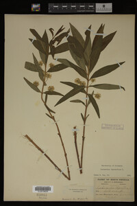 Image Associated With the Occurrence