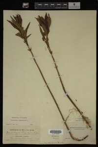 Image Associated With the Occurrence