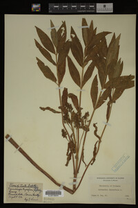 Image Associated With the Occurrence