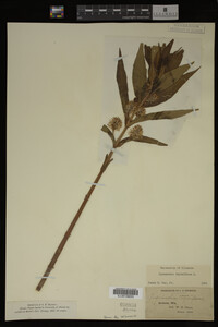 Image Associated With the Occurrence