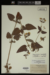 Image Associated With the Occurrence