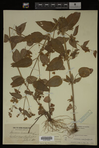 Image Associated With the Occurrence