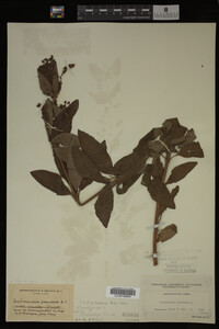 Image Associated With the Occurrence