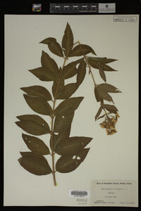 Image Associated With the Occurrence