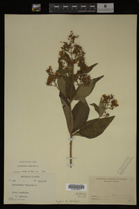 Image Associated With the Occurrence