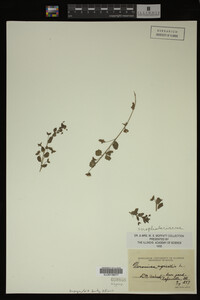 Image Associated With the Occurrence