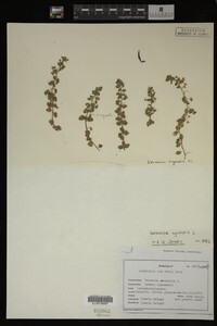 Veronica agrestis image