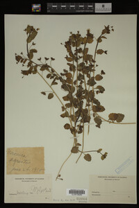 Veronica agrestis image