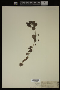 Veronica agrestis image