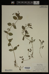Veronica americana image