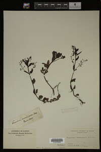 Veronica americana image