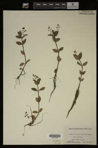 Veronica americana image