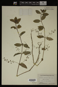 Veronica americana image