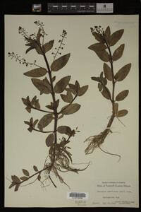 Veronica americana image