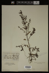 Image Associated With the Occurrence