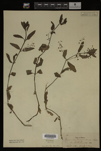 Image Associated With the Occurrence
