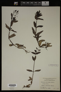 Image Associated With the Occurrence