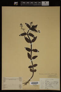 Image Associated With the Occurrence
