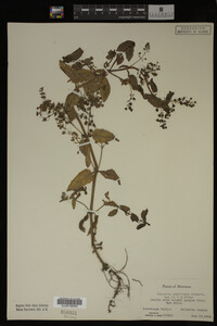 Image Associated With the Occurrence