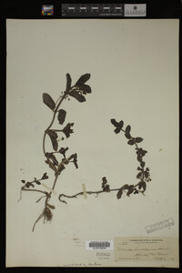 Image Associated With the Occurrence