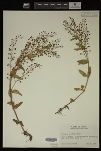 Image Associated With the Occurrence