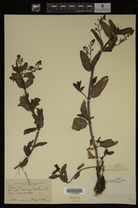 Image Associated With the Occurrence