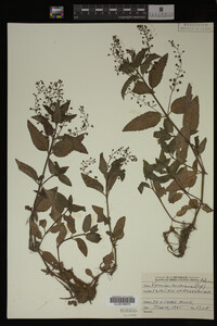 Image Associated With the Occurrence