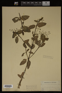 Image Associated With the Occurrence