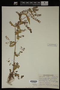 Image Associated With the Occurrence