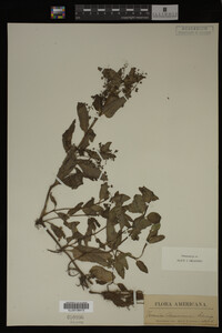 Image Associated With the Occurrence